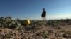 Heather-Rose Kates hunts for a wild squash relative called the coyote melon in California’s Mojave Desert. (VOA - S. Baragona).
