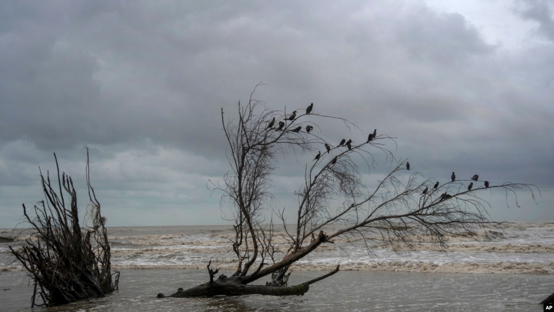 Los pájaros se posan en las ramas de un árbol talado por las inundaciones provocadas por el aumento del nivel del mar en el Golfo de México, en El Bosque, en el estado de Tabasco, México, el miércoles 29 de noviembre de 2023.