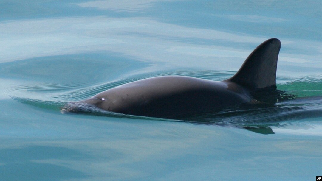 FILE - This undated file photo provided by The National Oceanic and Atmospheric Administration shows a vaquita porpoise. Illegal fishing for the endangered totoaba fish also endangers the porpoise.