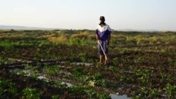Revived dam offers Syrian farmers a lifeline