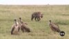 Hyena attacks blamed on abandoned quarries, improper livestock disposal