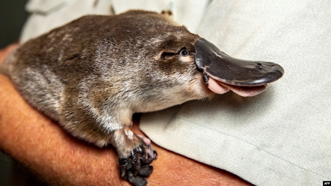 FILE - An undated handout photo from the Taronga Zoo on March 4, 2021, shows a platypus held in the arms of a zoo staff member. (AFP photo/Rick Stevens/Taronga Zoo)