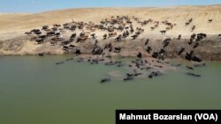 Yaklaşık 400 mandanın bulunduğu Bağdere köyünde de gölet yapıldı