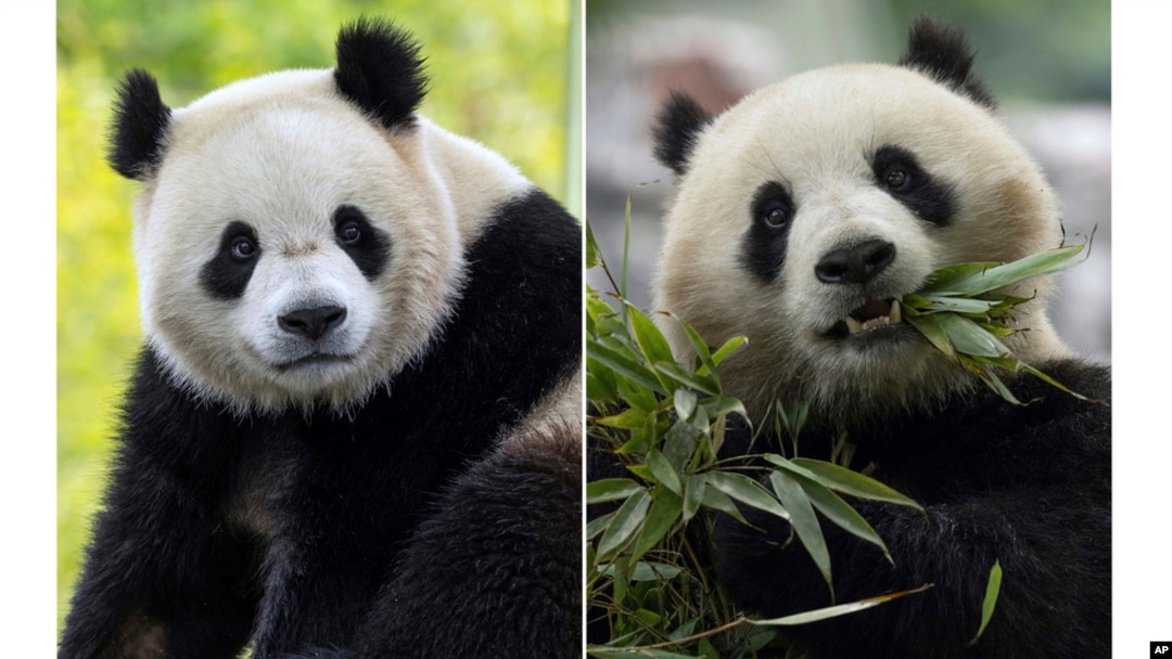 In this combo image, two-year-old male giant panda Bao Li in his habitat at Shenshuping Base in Wolong, China, May 16, 2024, left, and two-year-old female giant panda Qing Bao in her habitat at Dujiangyan Base in Sichuan, China, May 17, 2024, right. 