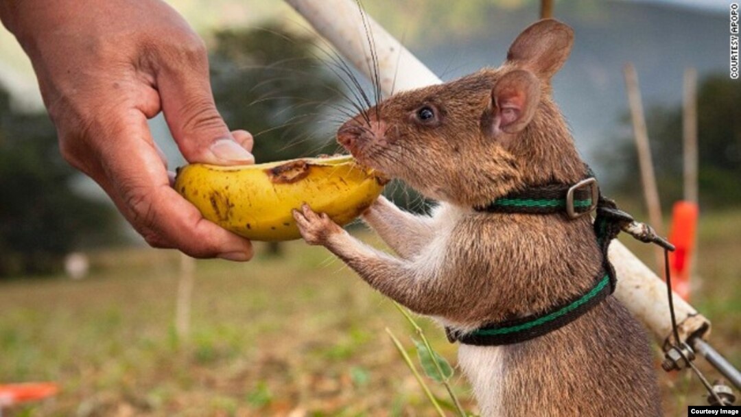 hero rat