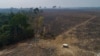 FILE - Cattle graze on land burned and deforested by cattle farmers near Novo Progresso, Para state, Brazil, Aug. 23, 2020.