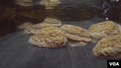 Live abalone