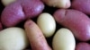 Batata apodrece na Huíla por falta de mercado