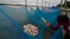 FILE - A man collects small fish caught with mosquito nets in the Brahmaputra River, in Gauhati, India, Aug. 5, 2013.