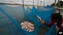 FILE - A man collects small fish caught with mosquito nets in the Brahmaputra River, in Gauhati, India, Aug. 5, 2013.