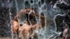 More Than 100 Deaths May Be Tied to Heat Wave in NW North America
