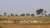 FILE - Herders graze their livestock in Nigeria's northern state of Kaduna, Nov. 15, 2016. The death toll has risen to 40 from an attack on animal herders on the border between Nigeria's Nassarawa and Benue states, officials said Jan. 26, 2023.