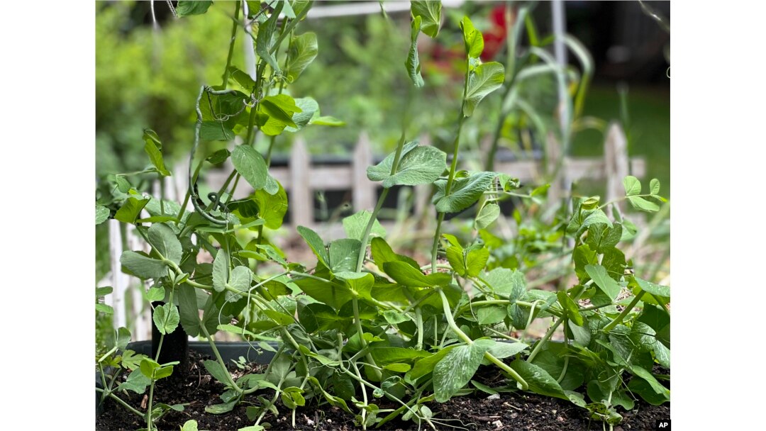 This May 24, 2022, photo shows snap pea plants. Like all legumes, snap peas capture nitrogen from the air and convert it into a form that nourishes the soil and the plants growing in it. (Jessica Damiano via AP)