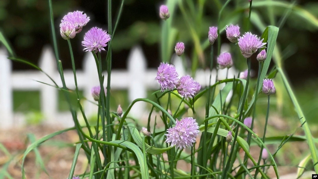 Chives, shown here, protect lettuce and roses from aphids. (Jessica Damiano via AP)