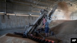 Farmer ubire letinu nedaleko od linije fronta u regionu Donjecka, Ukrajina, 4. jula 2022. 
