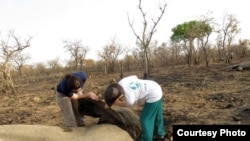 One of several free roaming elephants in the Bouba Ndjida National Park in northern Cameroon killed by Sudanese poachers. (IFAW)