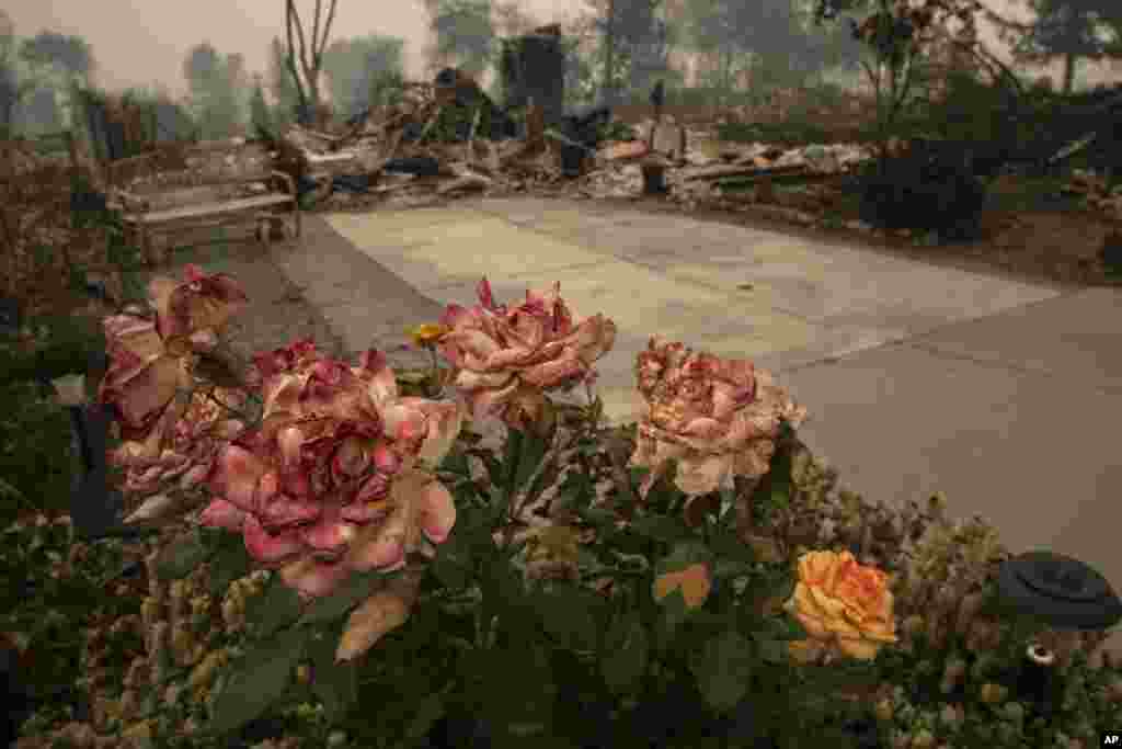 Rosas quemadas afuera de una casa destruida mientras los incendios forestales devastaban la región, 11 de septiembre de 2020, en Talent, Oregón. [Foto Paula Bronstein]