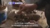 VOA國際60秒(粵語): 2017年1月16日 