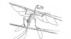 A skeletal reconstruction of Scansoriopteryx with outlines to indicate the extent of the feathers. (Stephen A. Czerkas)