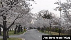 The Cherry Blossoms in DC