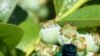 FILE - A mature cicada dries its wings on a blueberry tree in Fairfax, Virginia. (Photo: Diaa Bekheet)