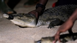 Aumentam ataques de crocodilos em Moçambique