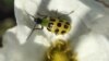 The spotted cucumber beetle can carry bacteria that give squash heart attacks. (Photo courtesy of iNaturalist/jhamby)
