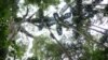 Amazon Canopy Hides Secret to its Evolution