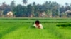 A farmer works in a rice field in Naypyitaw, Myanmar, March 2, 2018.