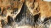 'Godzilla' Shark Discovered in New Mexico Gets Formal Name