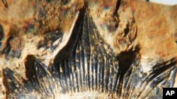 FILE - This undated photo from discoverer John-Paul Hodnett shows a row of teeth on the lower jaw of a 300-million-year-old shark species named Hoffman's Dragon Shark, in honor of the New Mexico family that owns the land where the fossils were found.