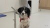 WATCH: Disease-sniffing Dogs Could Help Stop the Spread of Malaria