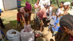 Plantio industrial de eucaliptos e pinheiros empobrece as comunidades no centro de Moçambique