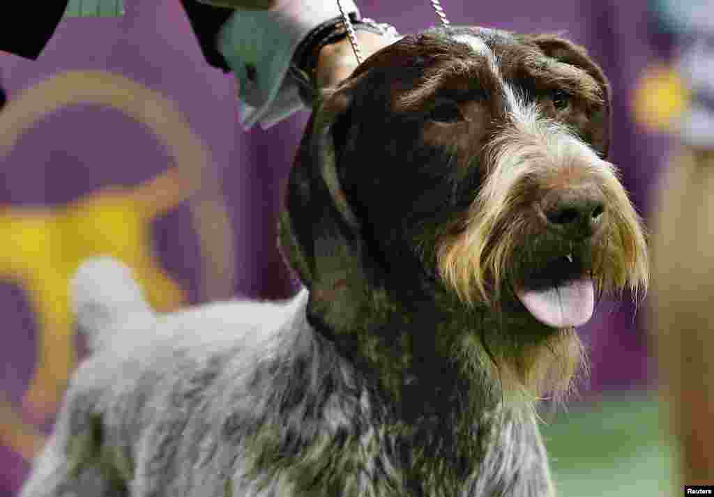 德國剛毛指獵犬“奧克利”獲運動犬獎。