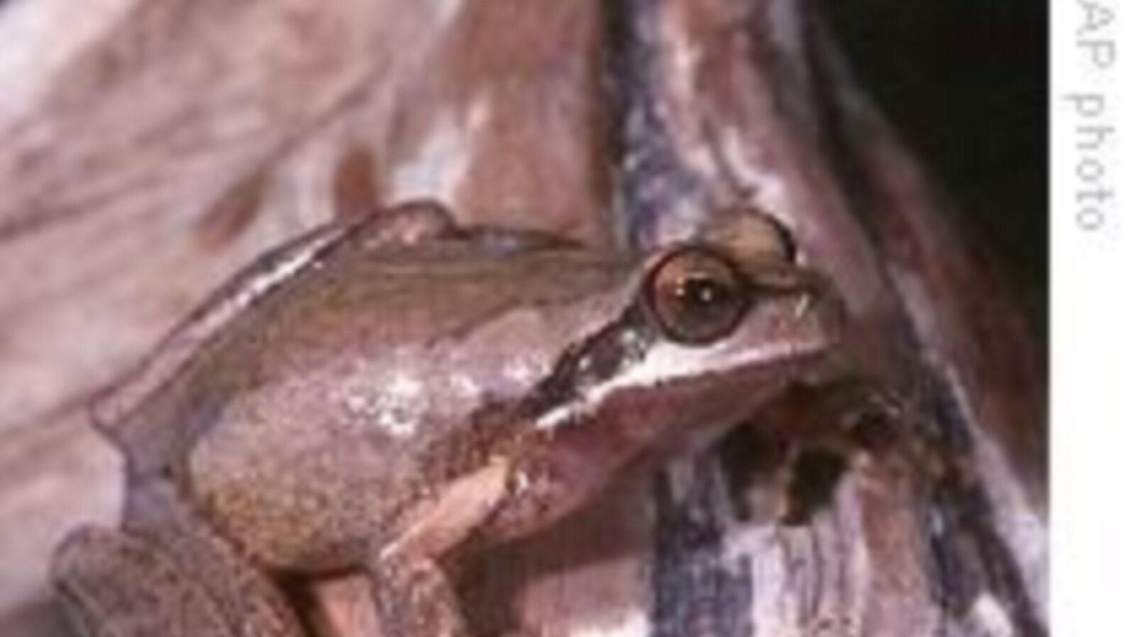 Australian Frogs Change Their Tune to Find Love