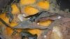 FILE - A batch of lemons, ginger, eucalyptus and aspirin simmer for a tea that some believe serves as protection against the new coronavirus, Santiago, Chile, Wednesday, July 1, 2020.