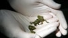 Australian Scientists Boost Climate Change Adaptability in Frogs 