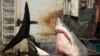 Simple Australian First-Aid Technique Could Save Shark Bite Survivors