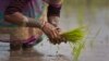 FILE - An Indian woman replants rice saplings in a paddy field on the outskirts of Gauhati, India, Jan. 30, 2018.