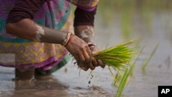 FILE - An Indian woman replants rice saplings in a paddy field on the outskirts of Gauhati, India, Jan. 30, 2018.