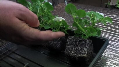 Tiny Microbes Are Next Big Thing in Farming