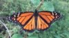 Geotagged photos uploaded by citizen scientists using the iNaturalist app have been used in studies on monarch butterflies, among others. (Robb Hannawacker / iNaturalist)