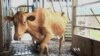 The Future of Dairy Farming: Robot Milkers