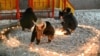 Supporters of Russian opposition politician Alexey Navalny, who was recently jailed for parole violations, arrange candles in the shape of a heart in a residential courtyard during a gathering on Valentine's Day in Omsk, Russia, Feb. 14, 2021.