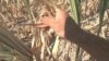 Drought Taking Toll on Midwest Corn Producers