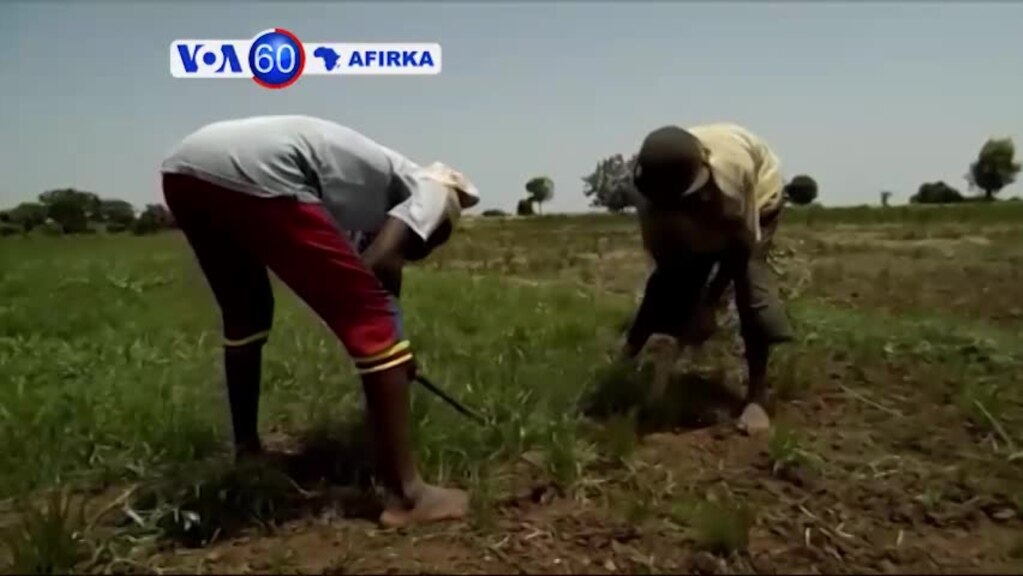 VOA60 Afirka: Bunkasar Noman Shinkafi Na Daga Cikin Abubuwan Alheri Dake Faruwa A Najeriya A Yanayin Koma Bayan Tattalin Arziki