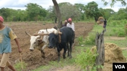 Angola Huíla agricultores agricultura