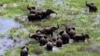 Elephants wade in the floodwaters of the central districts of Chipanga, Mozambique, February 2001.