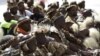 South Africans Celebrate 21 Years of Democratic Rule