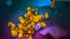 SARS-CoV-2 virions emerge from a human cell after replicating. Despite their apparent longevity, the virions can be destroyed with warm, soapy water. (Courtesy: U.S. National Institute of Allergy and Infectious Diseases)